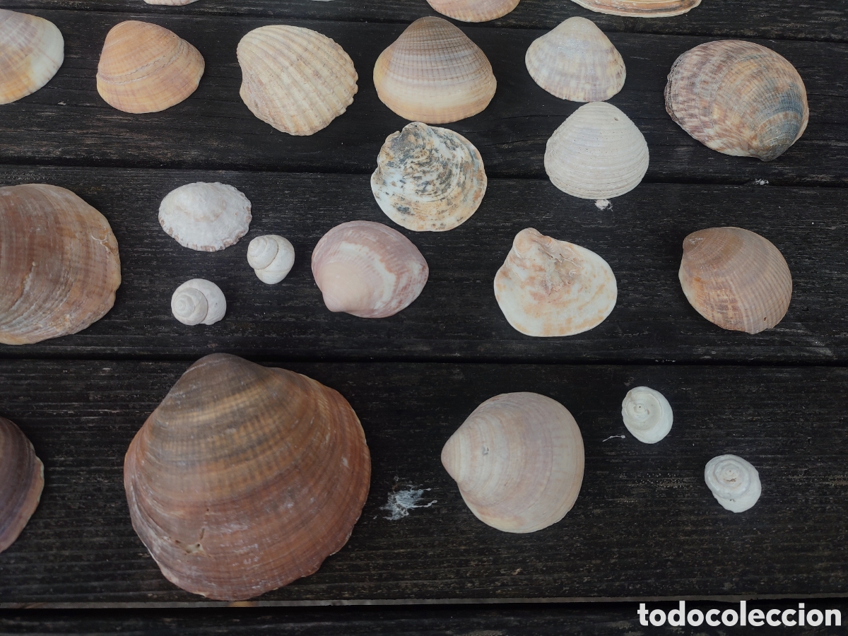 Coleccionismo de moluscos: LOTE DE CONCHAS Y CARACOLAS MARINAS. - Foto 5
