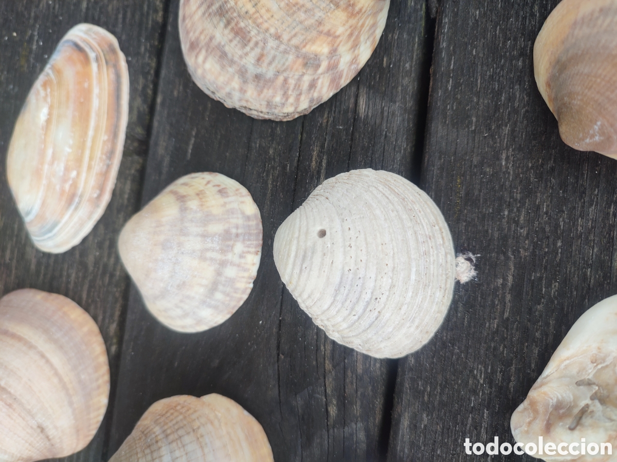 Coleccionismo de moluscos: LOTE DE CONCHAS Y CARACOLAS MARINAS. - Foto 6