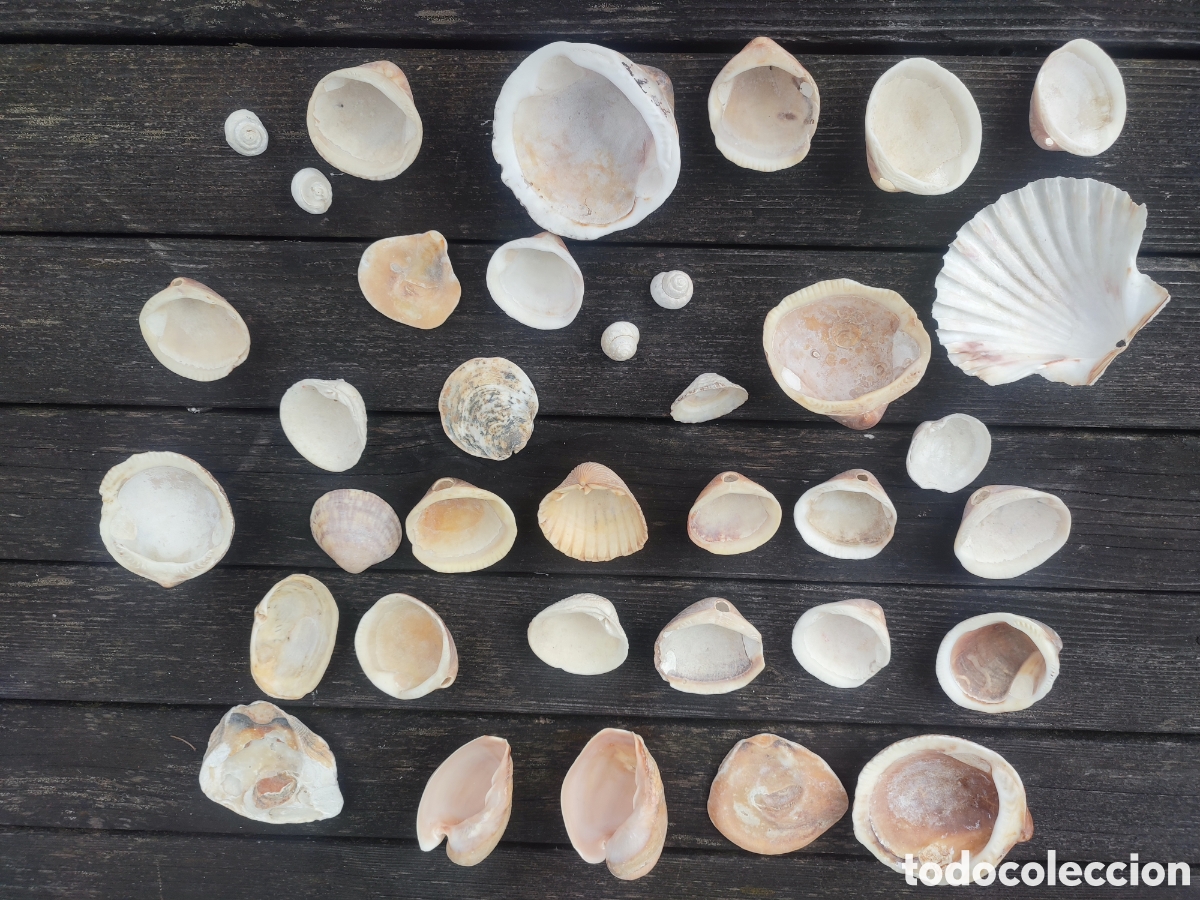 Coleccionismo de moluscos: LOTE DE CONCHAS Y CARACOLAS MARINAS. - Foto 7