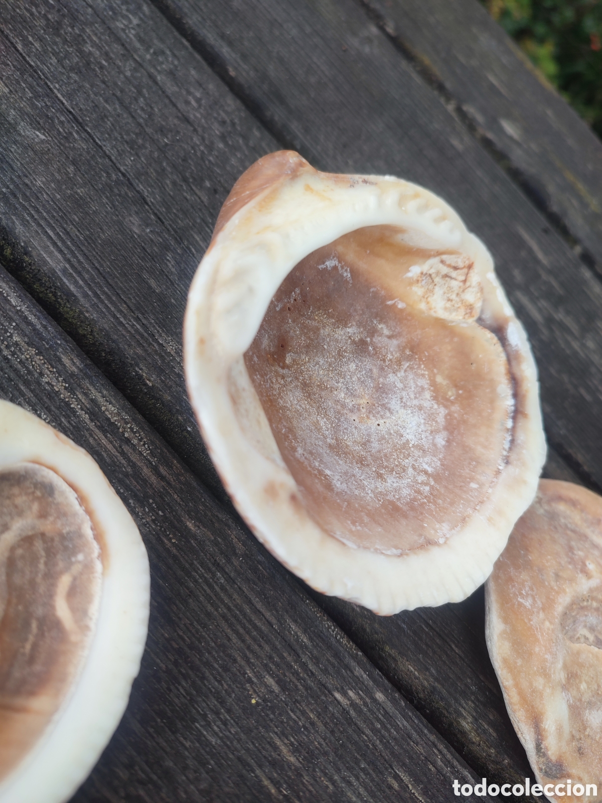 Coleccionismo de moluscos: LOTE DE CONCHAS Y CARACOLAS MARINAS. - Foto 8