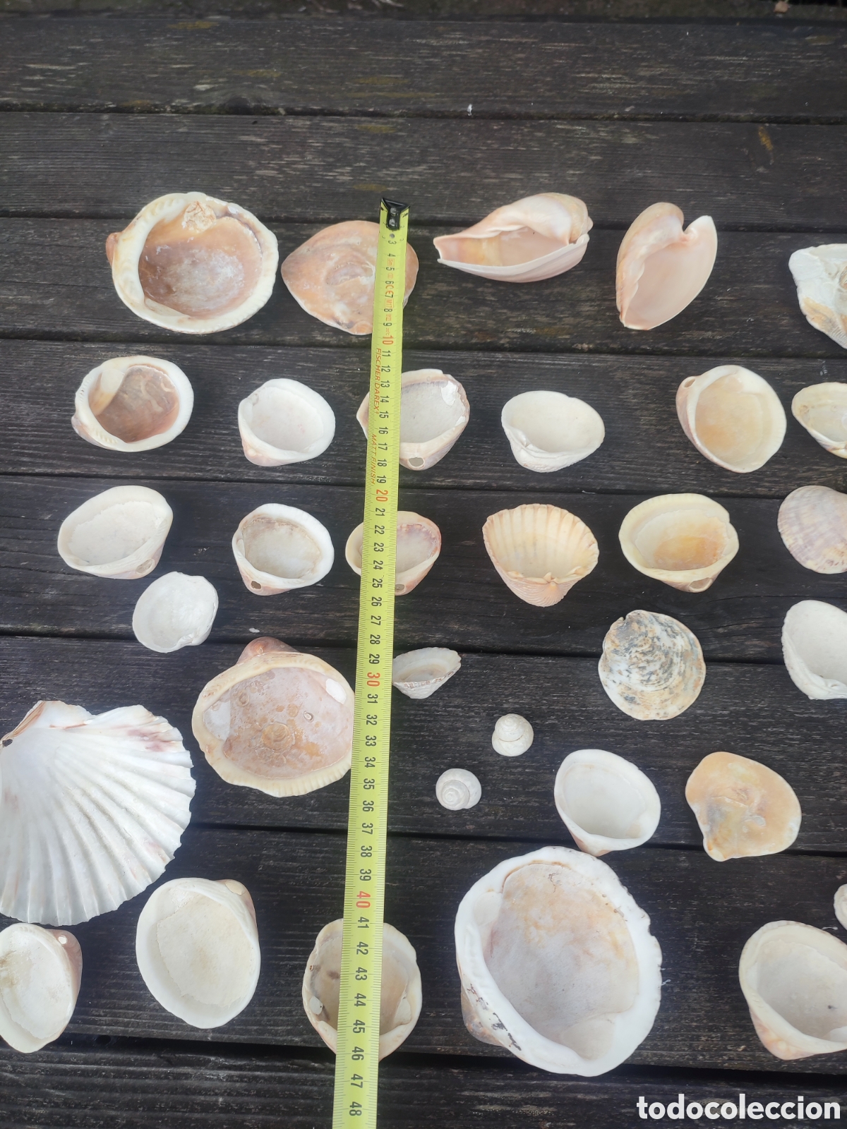 Coleccionismo de moluscos: LOTE DE CONCHAS Y CARACOLAS MARINAS. - Foto 10