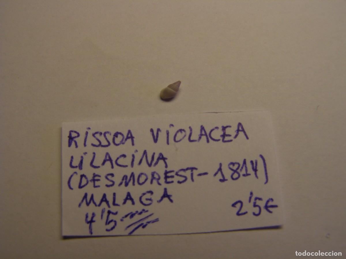 Coleccionismo de moluscos: Caracol snail shell risoa violacea lilacina. M&aacute;laga. - Foto 1