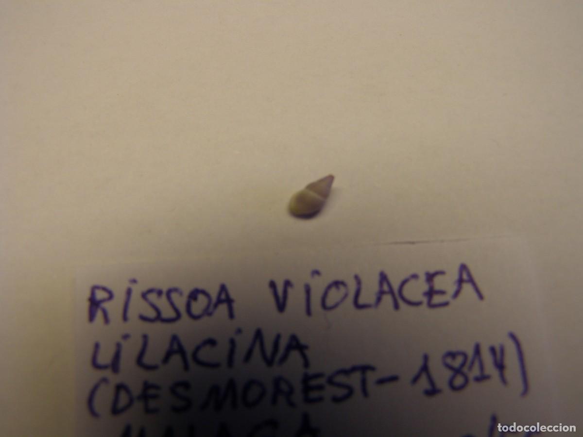 Coleccionismo de moluscos: Caracol snail shell risoa violacea lilacina. M&aacute;laga. - Foto 2