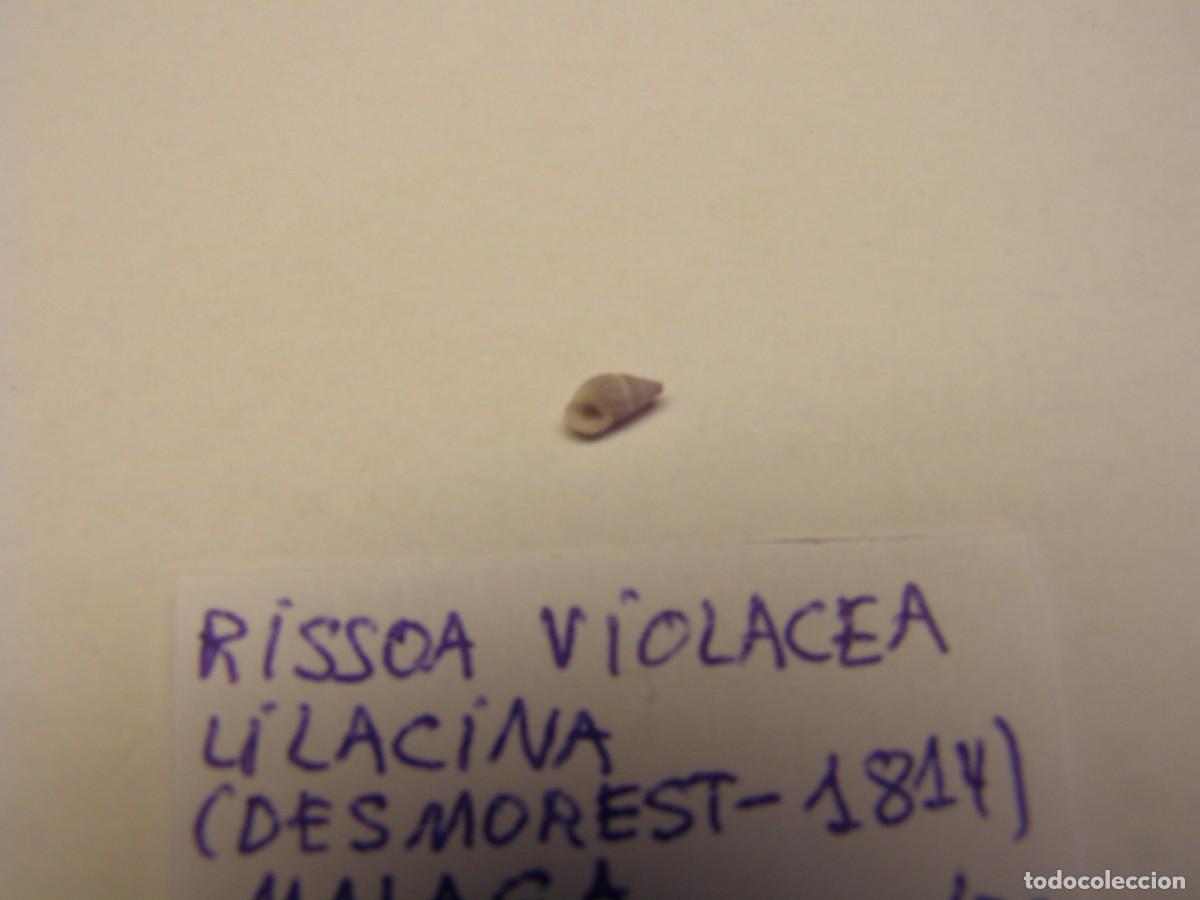 Coleccionismo de moluscos: Caracol snail shell risoa violacea lilacina. M&aacute;laga. - Foto 3
