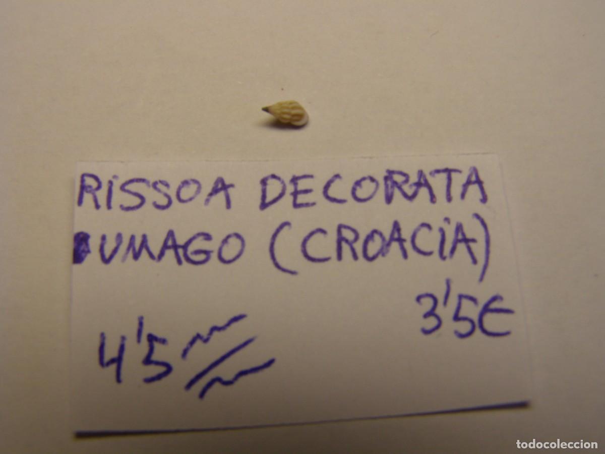 Coleccionismo de moluscos: Caracol snail shell rissoa decorata. Croacia. - Foto 1