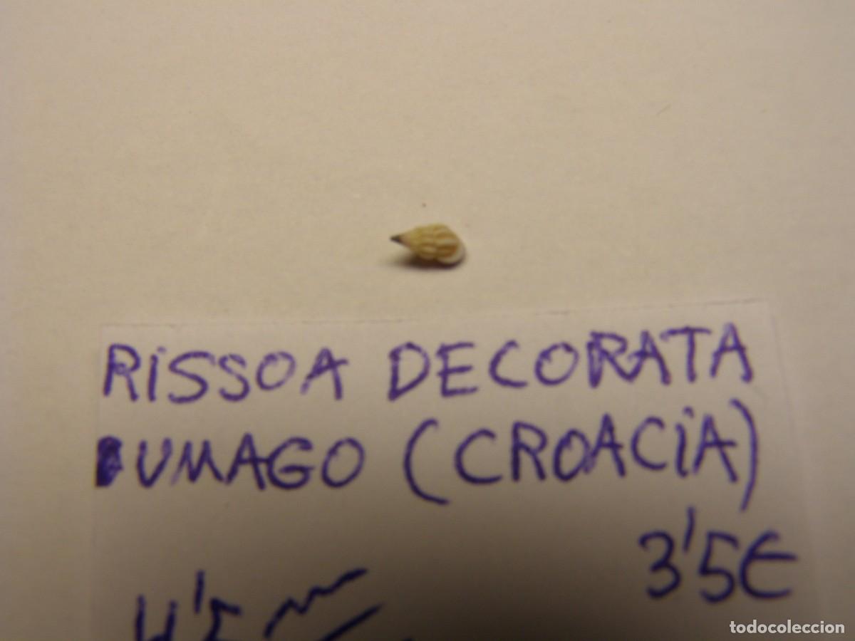 Coleccionismo de moluscos: Caracol snail shell rissoa decorata. Croacia. - Foto 2