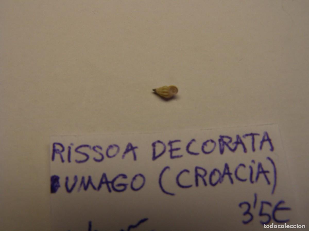 Coleccionismo de moluscos: Caracol snail shell rissoa decorata. Croacia. - Foto 3