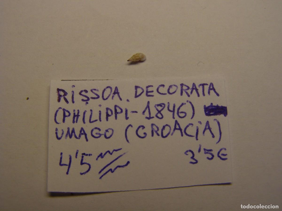 Coleccionismo de moluscos: Caracol snail shell rissoa decorata. Croacia. - Foto 1