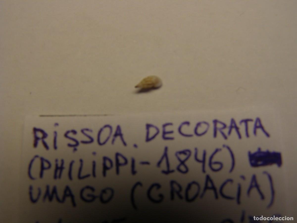 Coleccionismo de moluscos: Caracol snail shell rissoa decorata. Croacia. - Foto 2