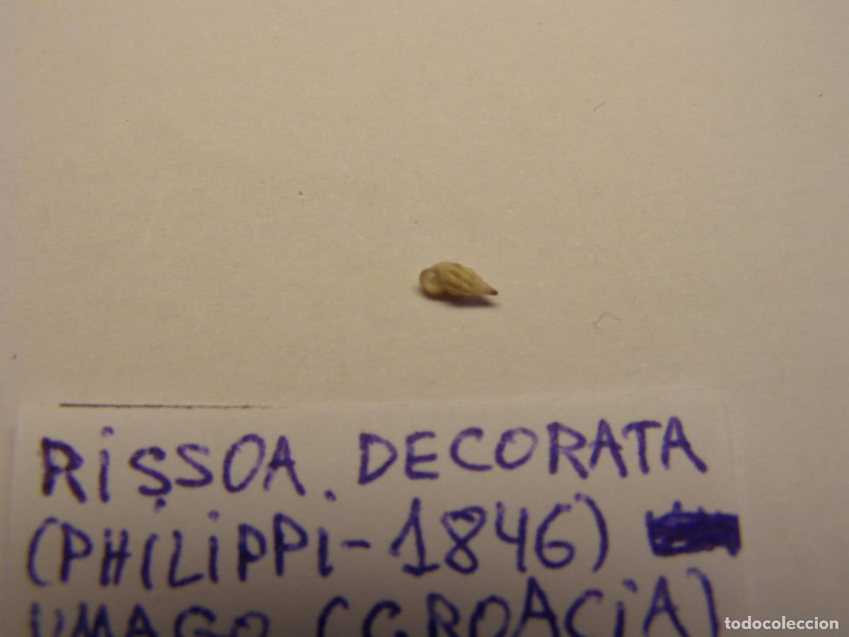 Coleccionismo de moluscos: Caracol snail shell rissoa decorata. Croacia. - Foto 3