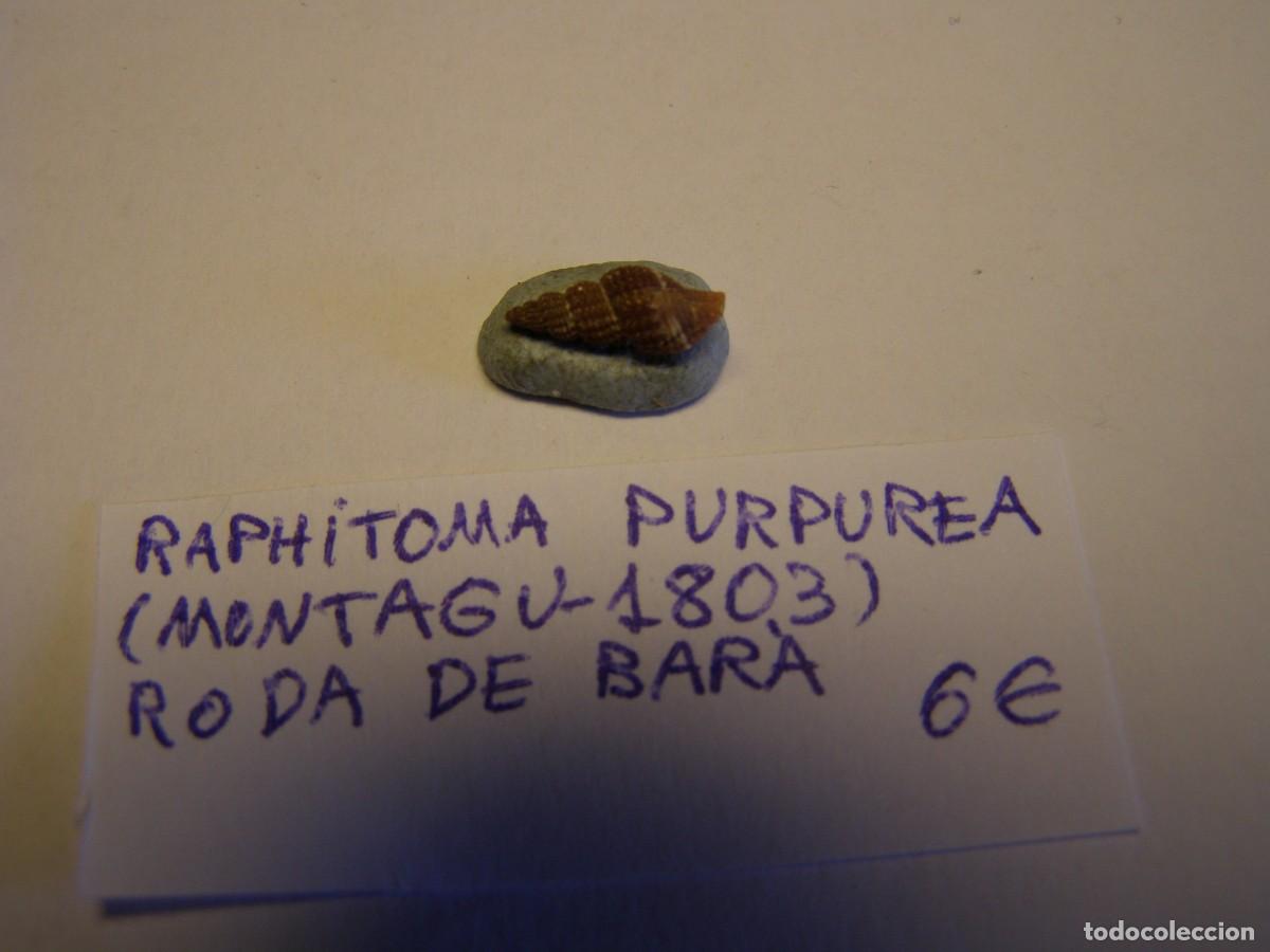 Coleccionismo de moluscos: Caracol snail shell raphitoma purpurea. Roda de Bar&aacute;. - Foto 1