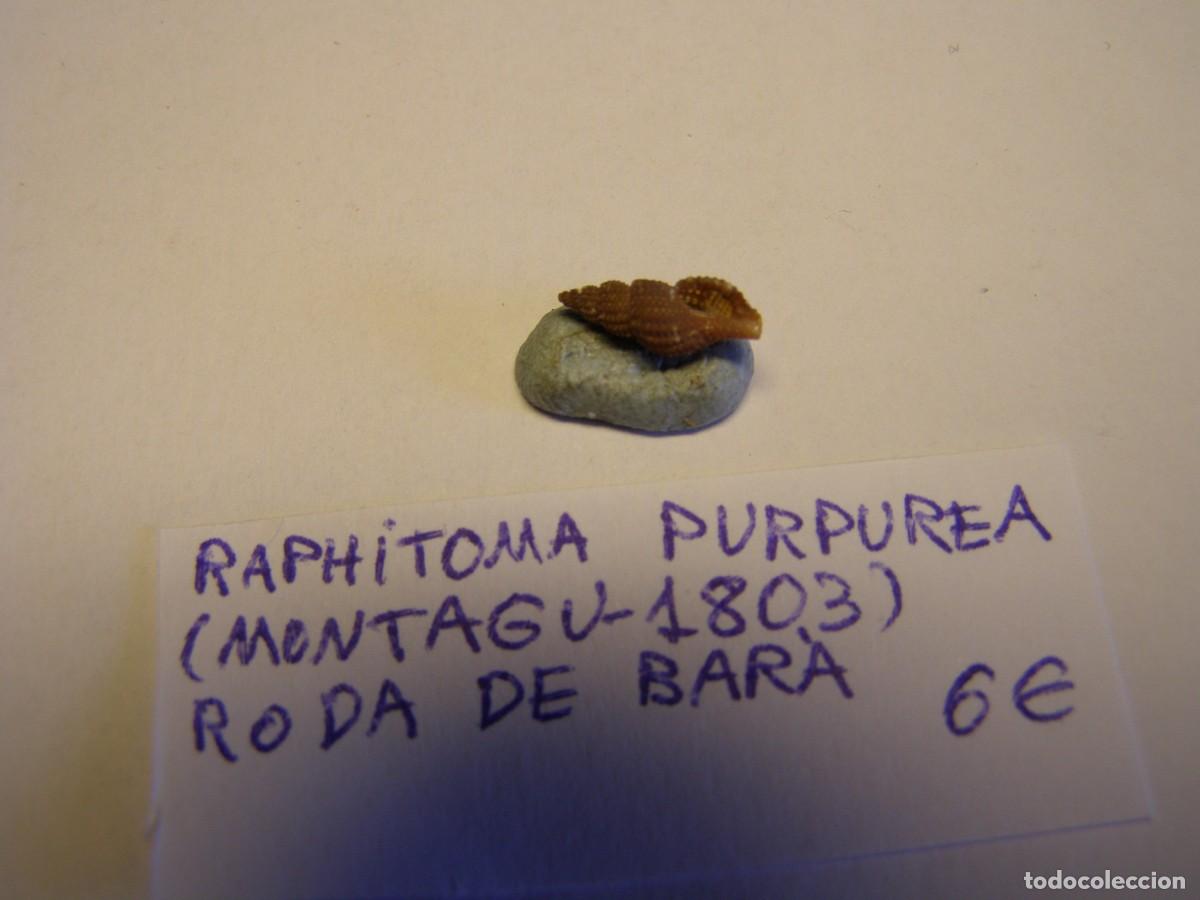 Coleccionismo de moluscos: Caracol snail shell raphitoma purpurea. Roda de Bar&aacute;. - Foto 2