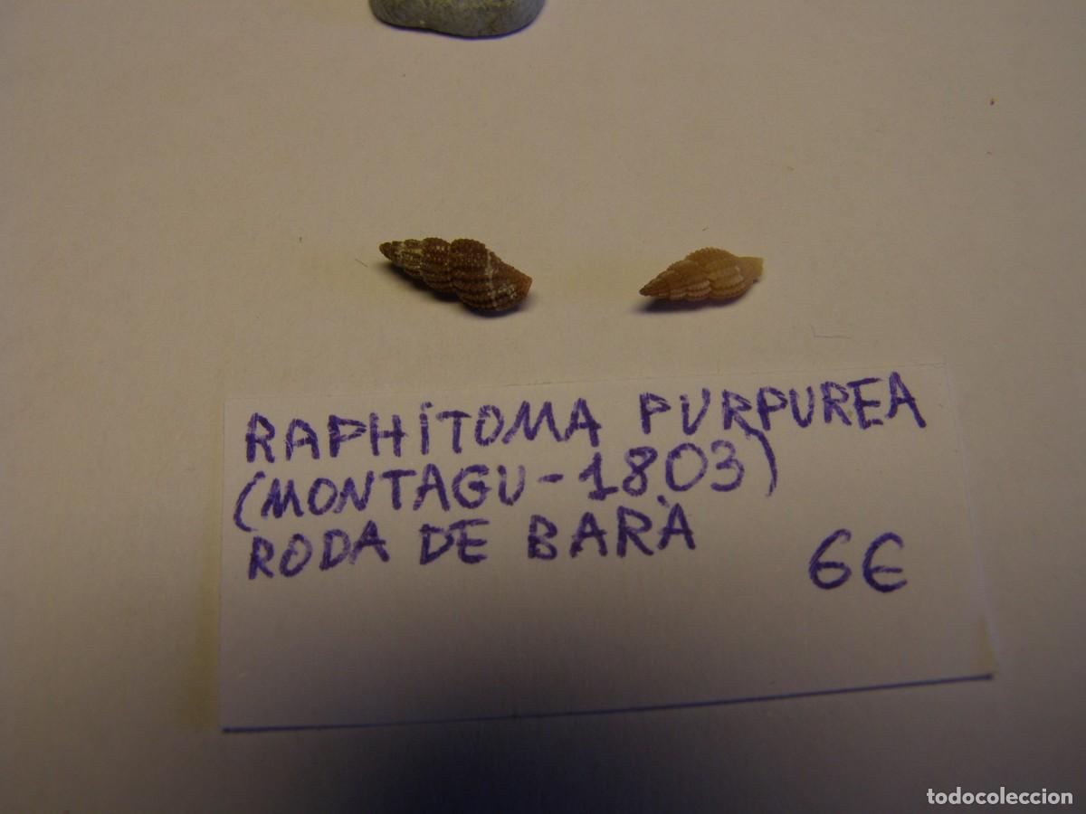 Coleccionismo de moluscos: Caracol snail shell raphitoma purpurea. Roda de Bar&aacute;. - Foto 1