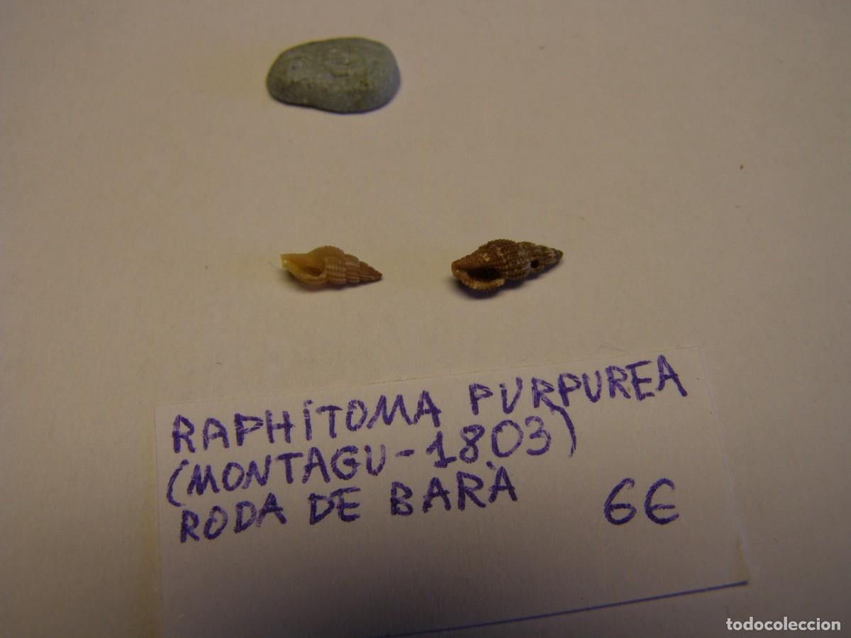 Coleccionismo de moluscos: Caracol snail shell raphitoma purpurea. Roda de Bar&aacute;. - Foto 2