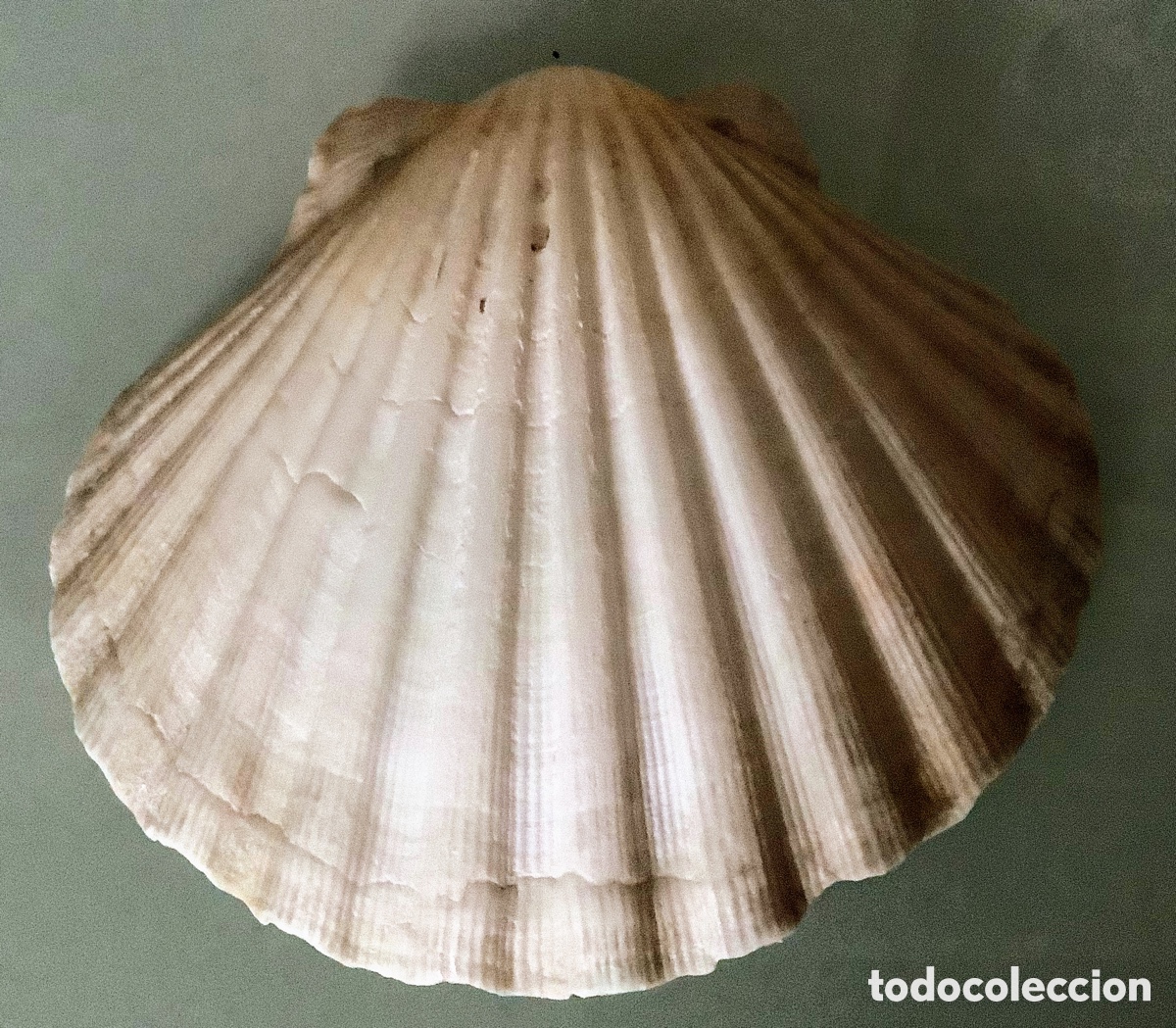 Coleccionismo de moluscos: Concha de tama&ntilde;o grande - Foto 2