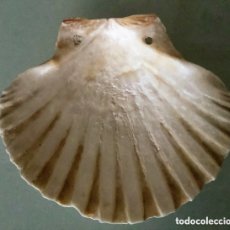 Coleccionismo de moluscos: CONCHA DE TAMAÑO GRANDE. Lote 371498986