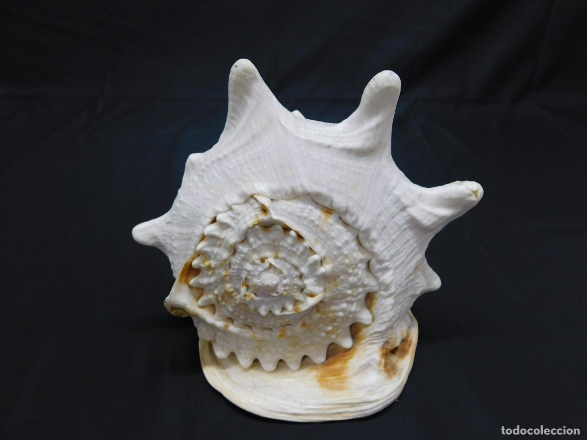 Coleccionismo de moluscos: CARACOLA DE MAR - Foto 5