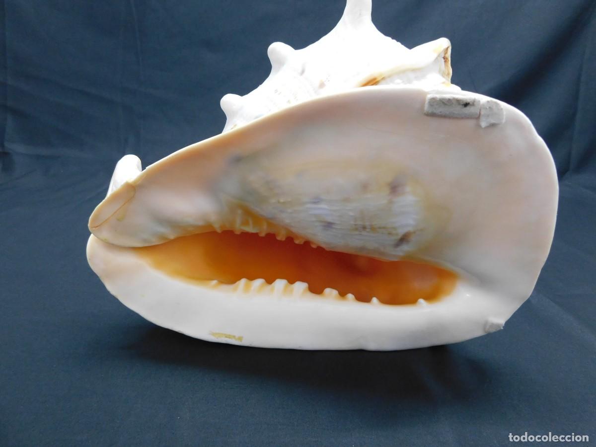 Coleccionismo de moluscos: CARACOLA DE MAR - Foto 6