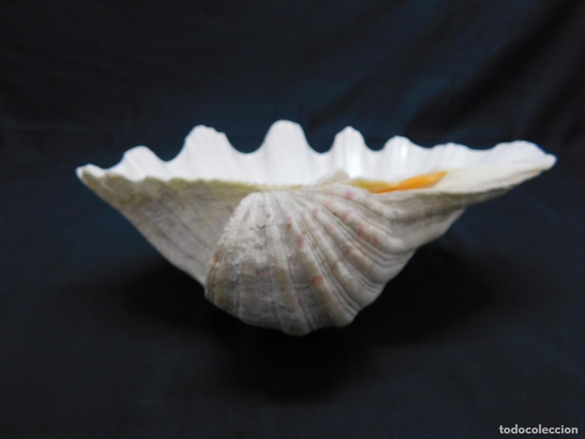 Coleccionismo de moluscos: Concha de Mar - Foto 5