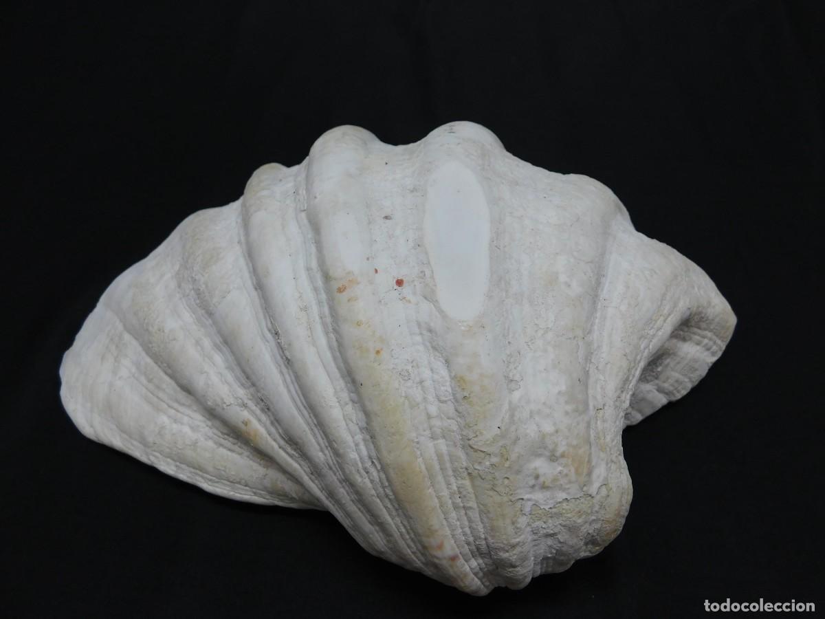 Coleccionismo de moluscos: Concha de Mar - Foto 7