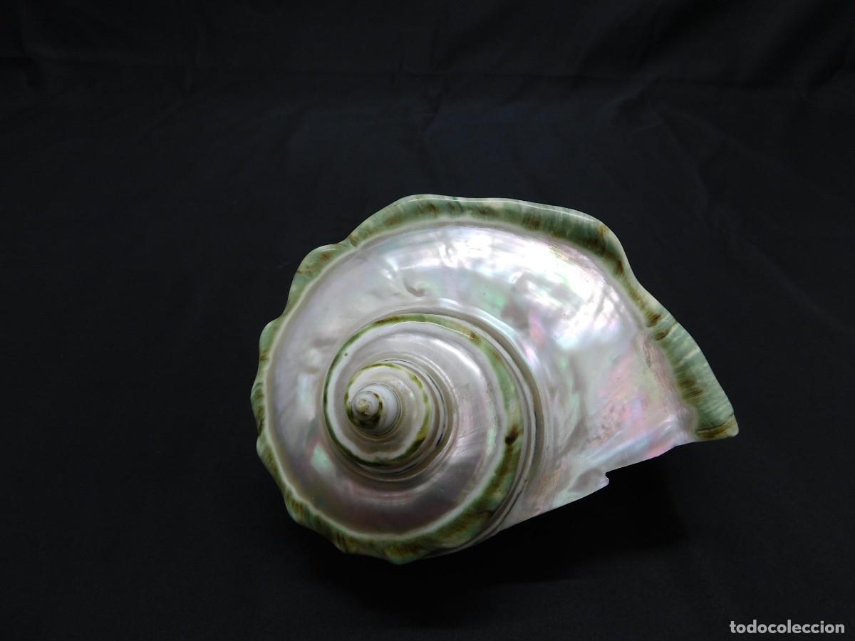 Coleccionismo de moluscos: Caracola de Mar Nacar - Foto 1