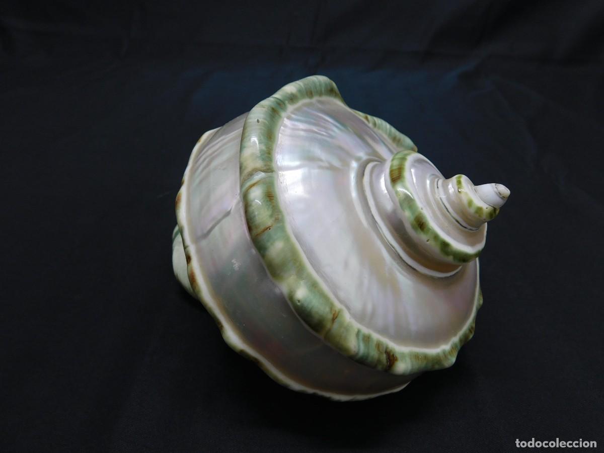 Coleccionismo de moluscos: Caracola de Mar Nacar - Foto 4