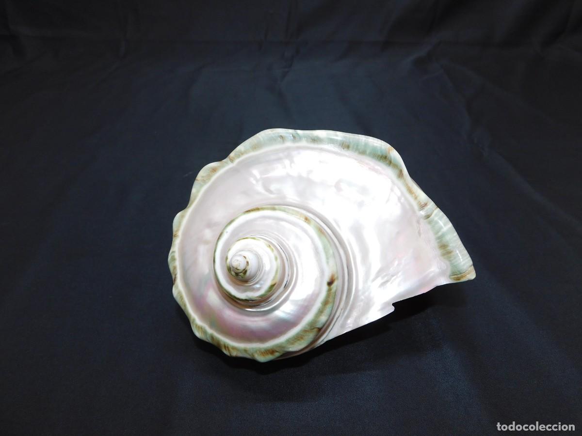 Coleccionismo de moluscos: Caracola de Mar Nacar - Foto 7