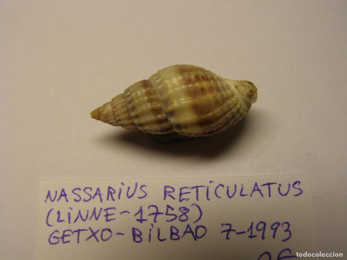 Nassarius Reticulatus