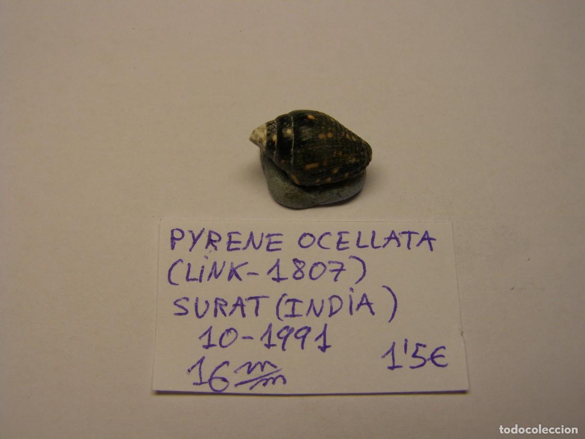Coleccionismo de moluscos: Caracol snail shell pyrene ocellata. India. - Foto 1