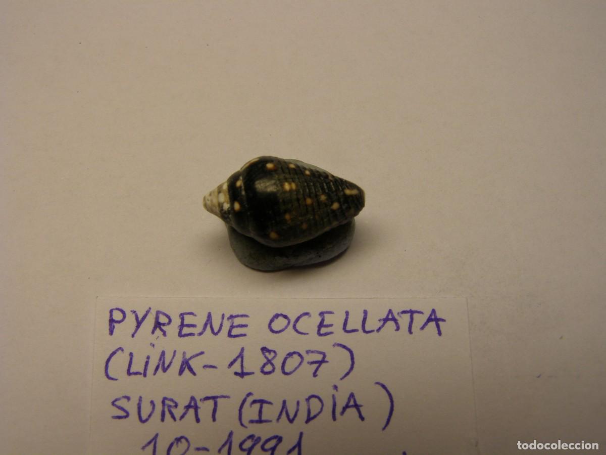 Coleccionismo de moluscos: Caracol snail shell pyrene ocellata. India. - Foto 2