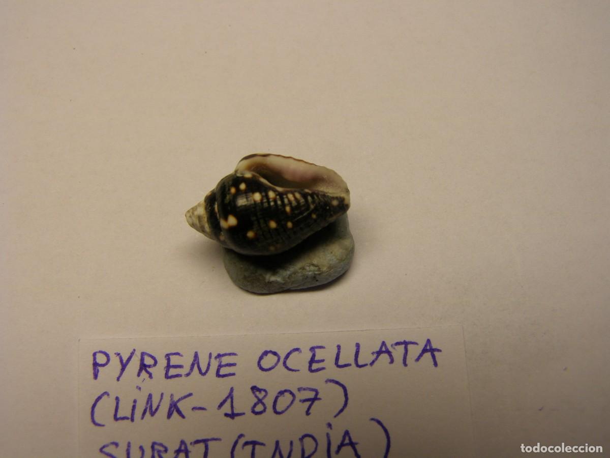 Coleccionismo de moluscos: Caracol snail shell pyrene ocellata. India. - Foto 3
