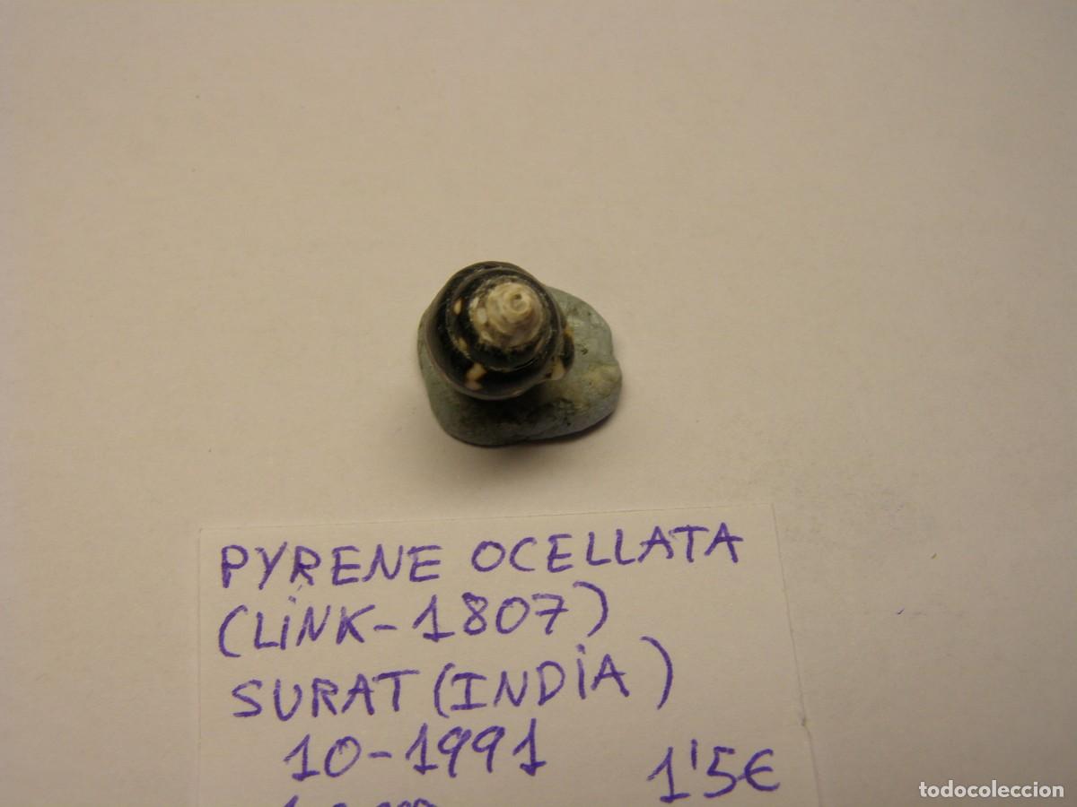 Coleccionismo de moluscos: Caracol snail shell pyrene ocellata. India. - Foto 4