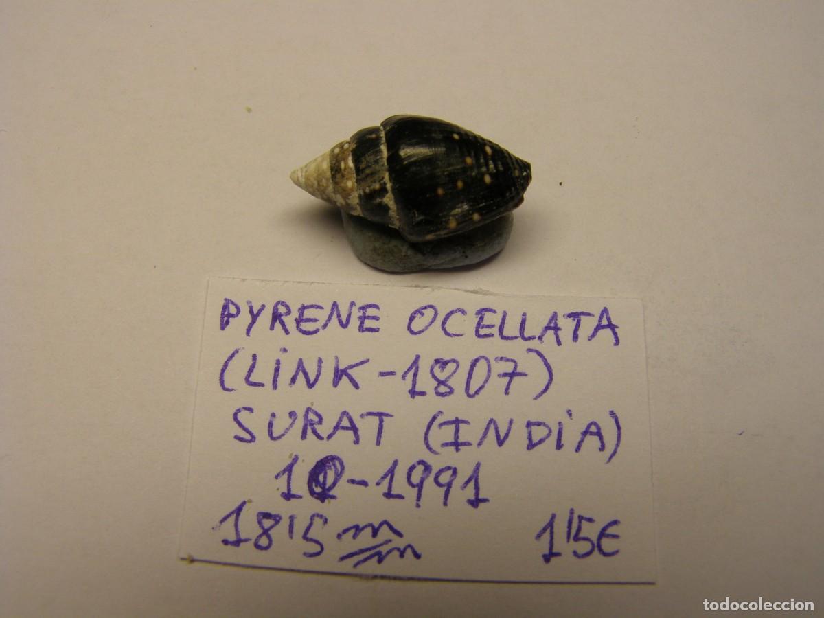 Coleccionismo de moluscos: Caracol snail shell pyrene ocellata. India. - Foto 1