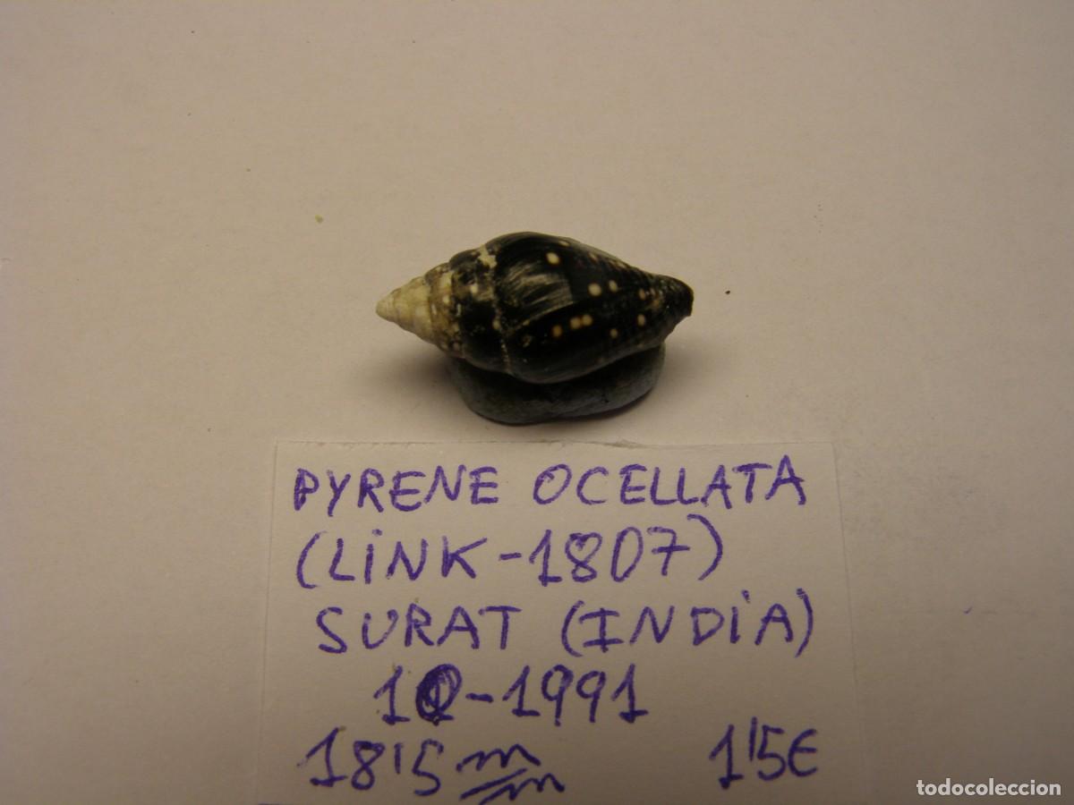 Coleccionismo de moluscos: Caracol snail shell pyrene ocellata. India. - Foto 2