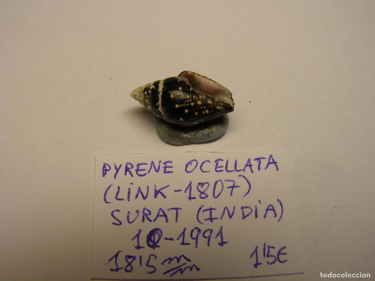 Coleccionismo de moluscos: Caracol snail shell pyrene ocellata. India. - Foto 3