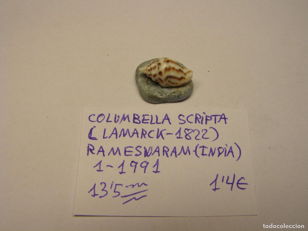 Coleccionismo de moluscos: Caracol snail shell columbella scripta. India. - Foto 1