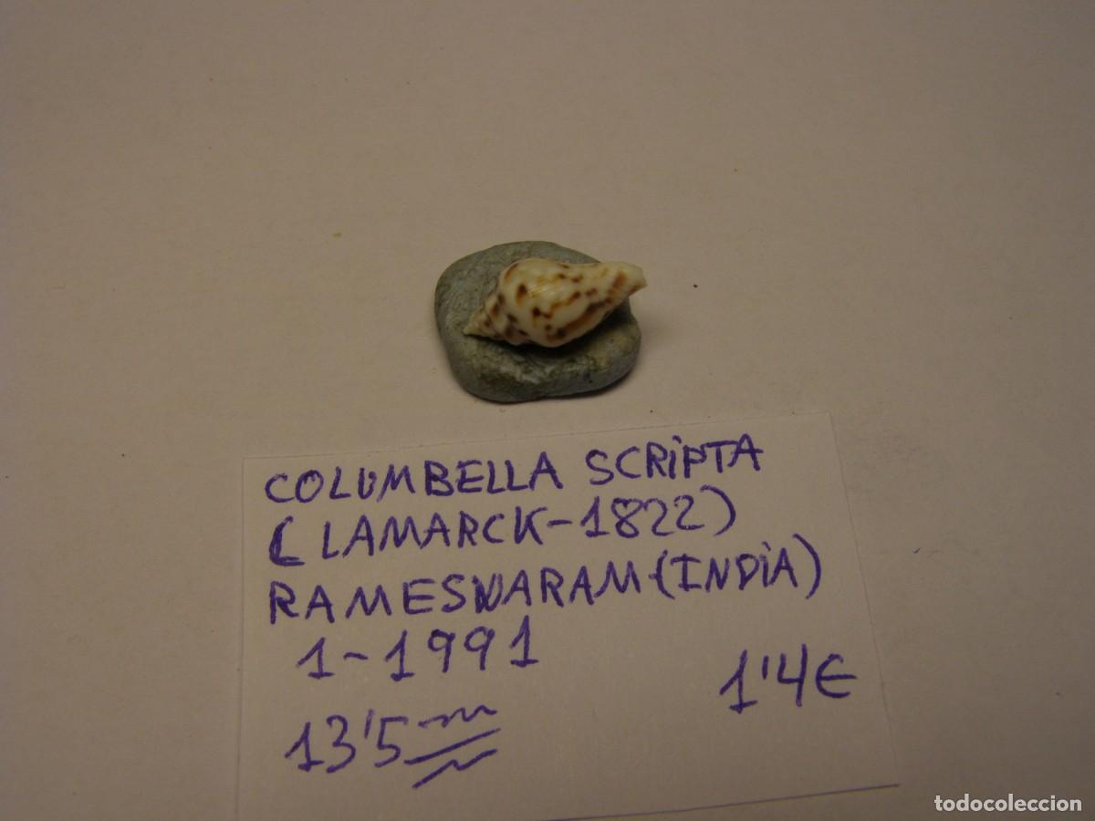Coleccionismo de moluscos: Caracol snail shell columbella scripta. India. - Foto 2