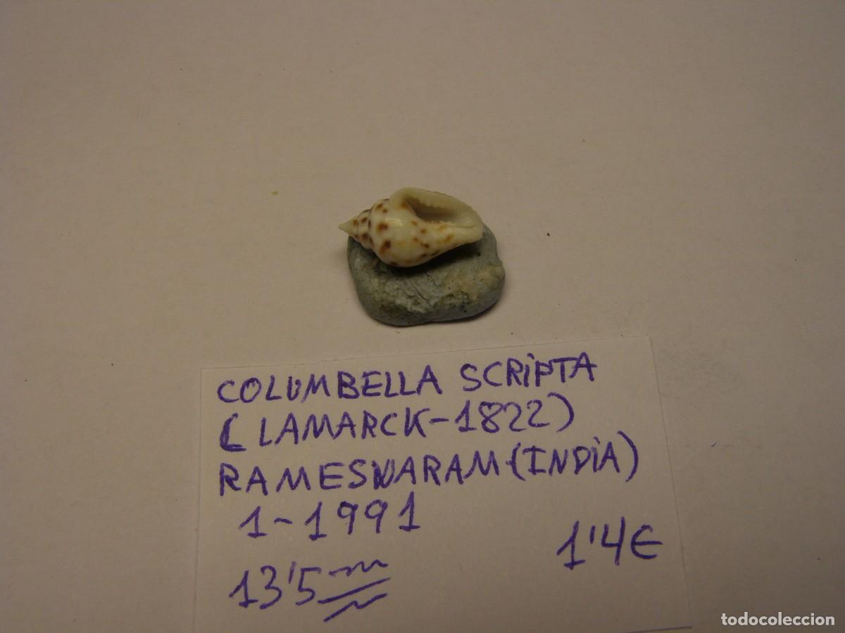Coleccionismo de moluscos: Caracol snail shell columbella scripta. India. - Foto 3