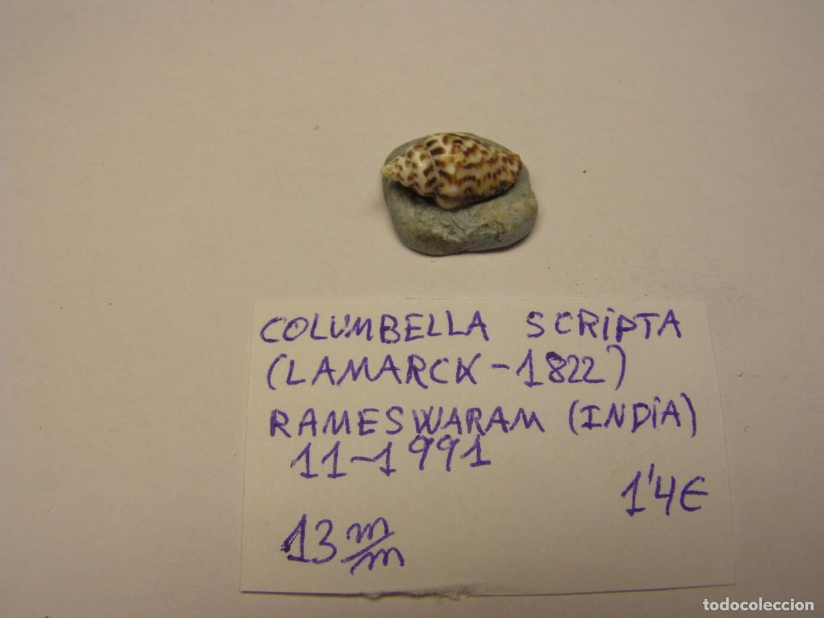 Coleccionismo de moluscos: Caracol snail shell columbella scripta. India. - Foto 1