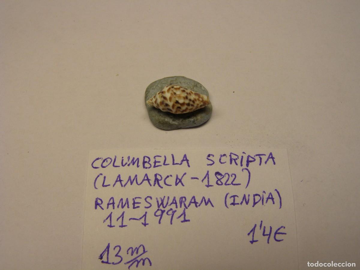 Coleccionismo de moluscos: Caracol snail shell columbella scripta. India. - Foto 2