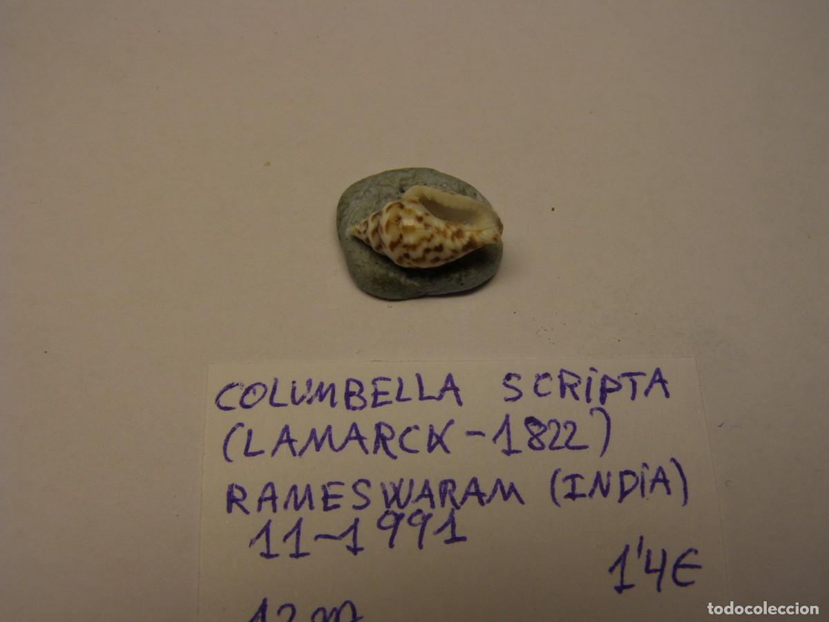 Coleccionismo de moluscos: Caracol snail shell columbella scripta. India. - Foto 3