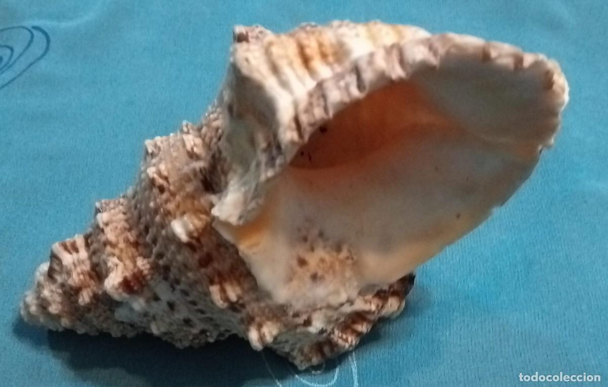 Coleccionismo de moluscos: CARACOLA - Foto 2