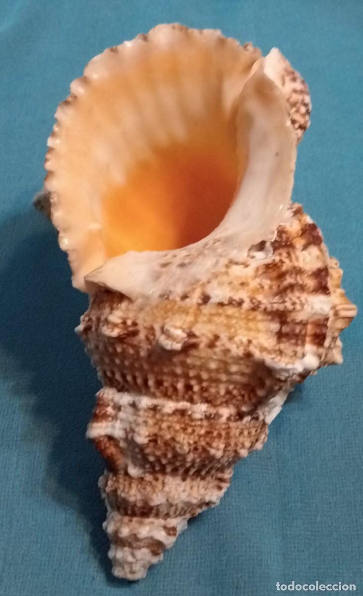 Coleccionismo de moluscos: CARACOLA - Foto 3