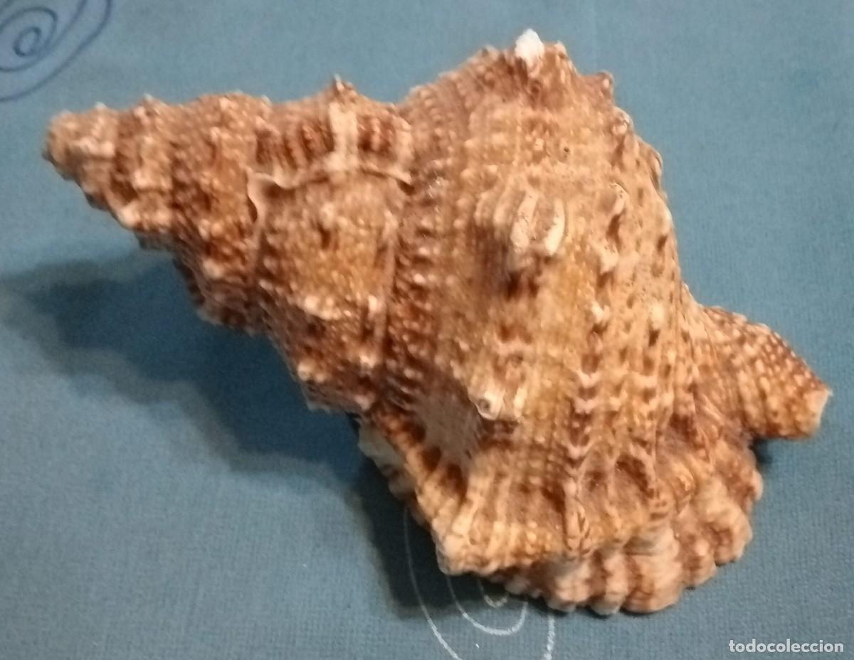Coleccionismo de moluscos: CARACOLA - Foto 4