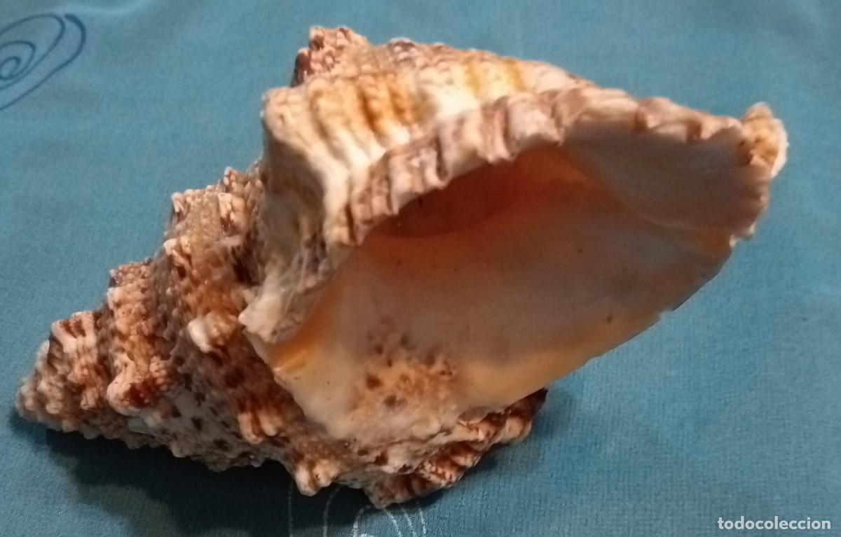 Coleccionismo de moluscos: CARACOLA - Foto 5