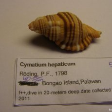 Collezionismo di molluschi: CARACOL SNAIL SHELL, CYMATIUM HEPATICUM. FILIPINAS.