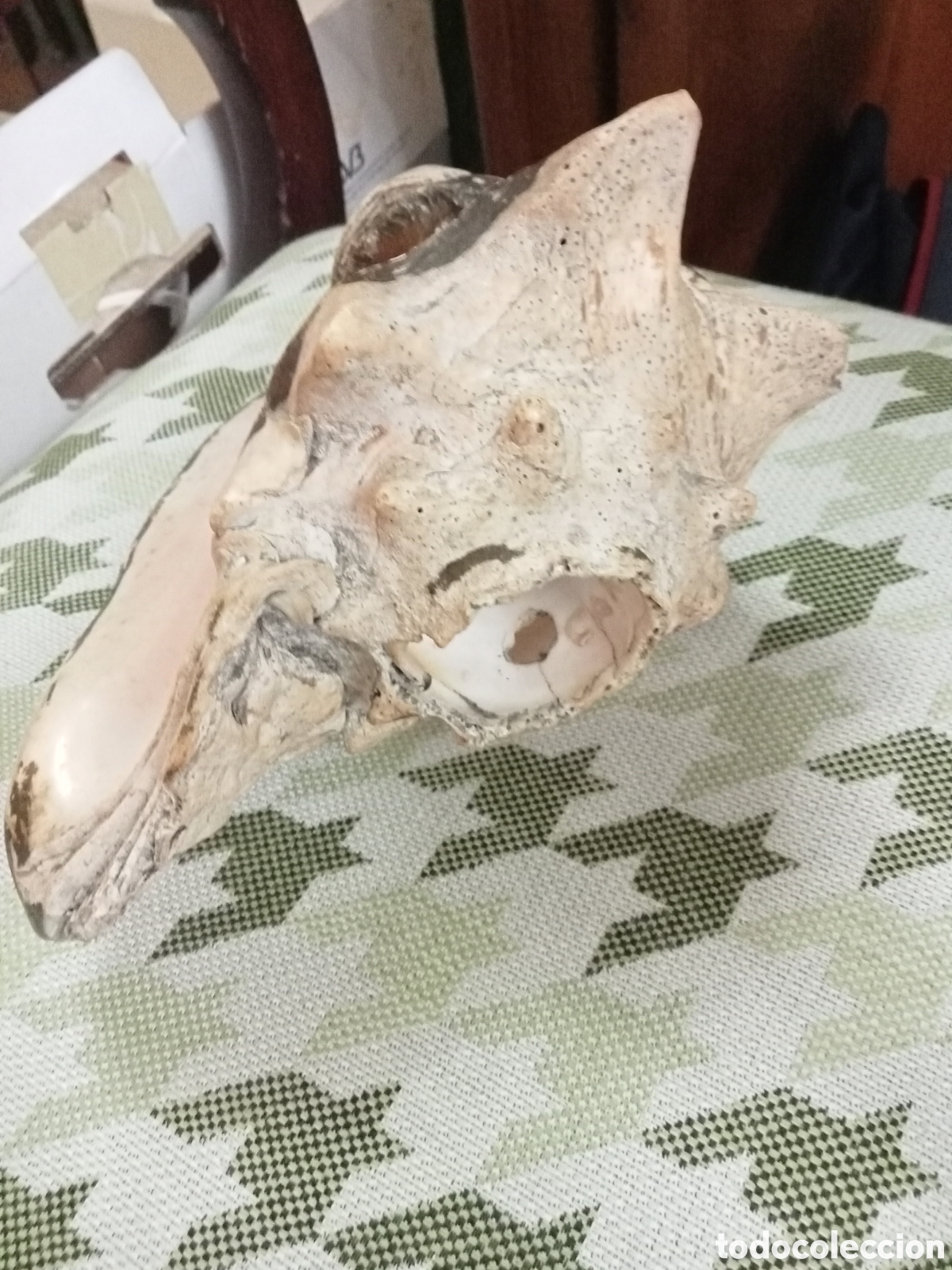 Coleccionismo de moluscos: CARACOLA MARINA - Foto 3