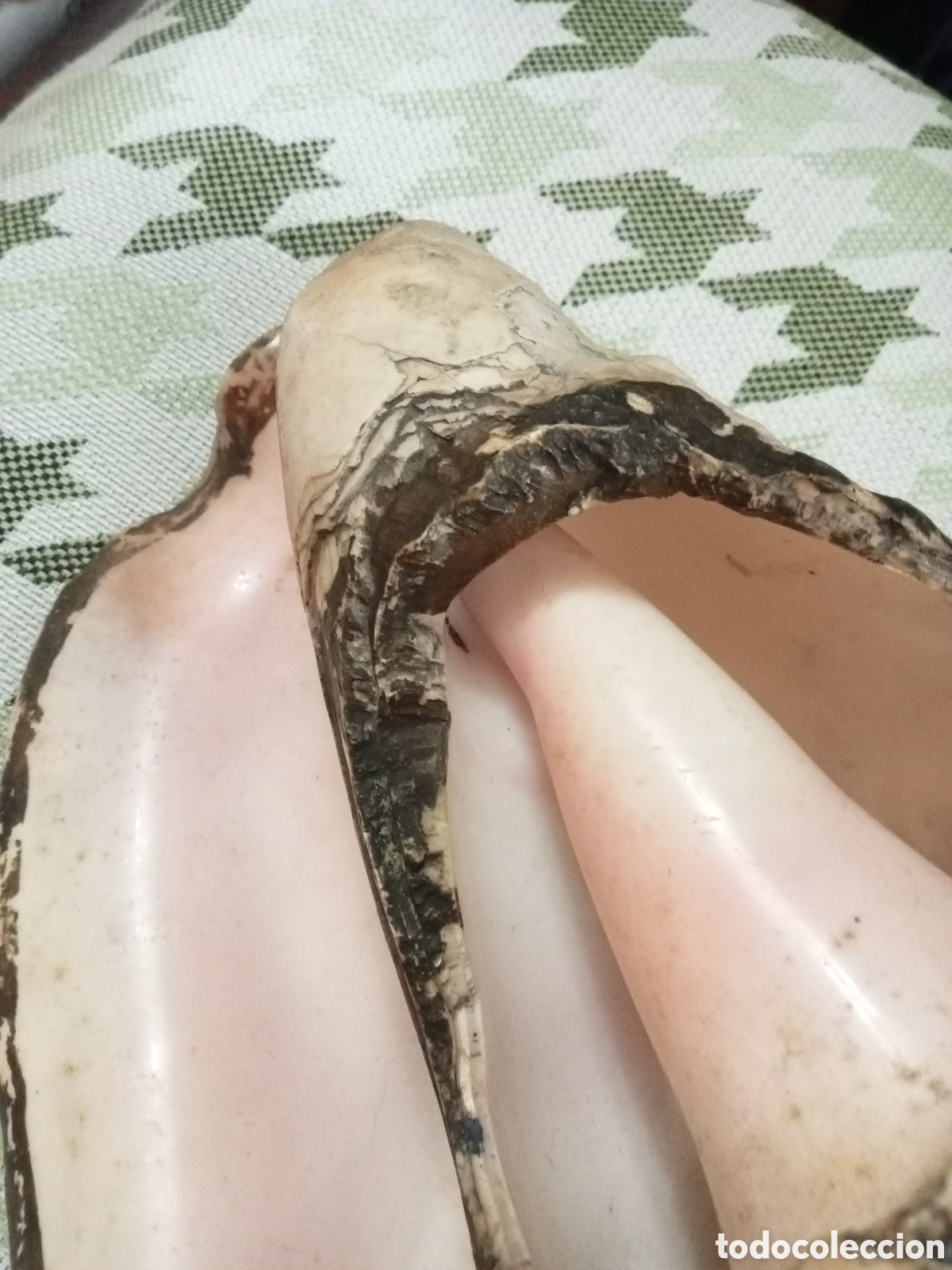 Coleccionismo de moluscos: CARACOLA MARINA - Foto 4