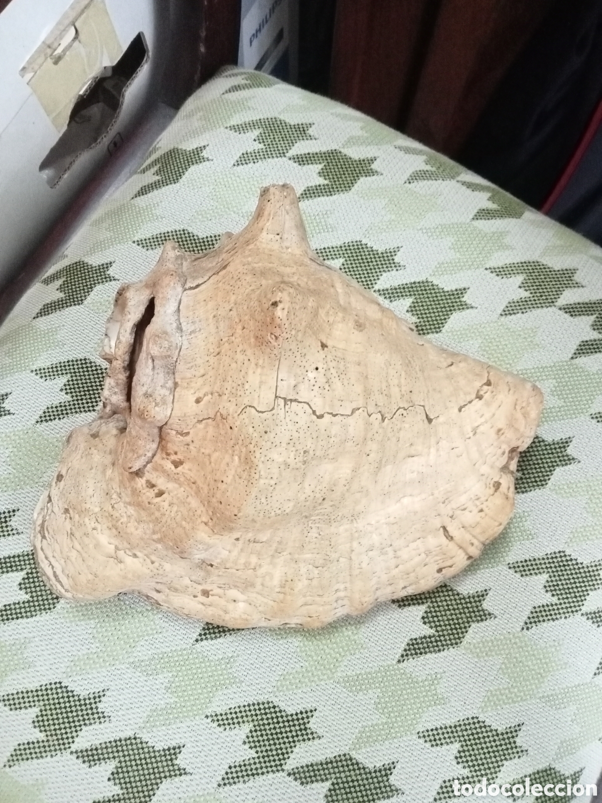 Coleccionismo de moluscos: CARACOLA MARINA - Foto 1