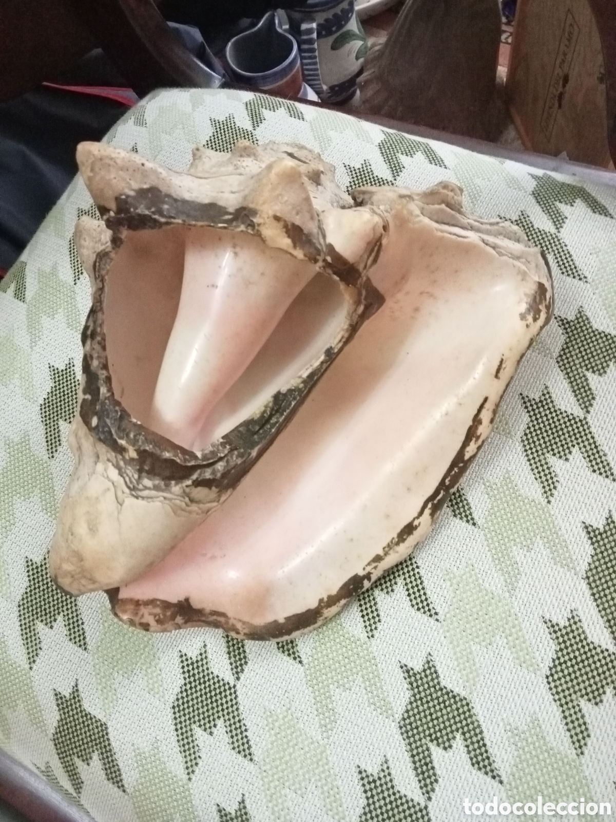 Coleccionismo de moluscos: CARACOLA MARINA - Foto 2